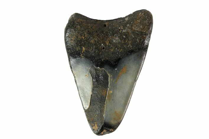 Bargain, Megalodon Tooth - North Carolina #152962